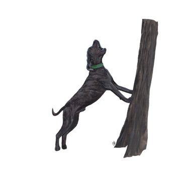 Plott Treeing Dog Premium Decal by Chelsea Hansler