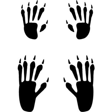 Raccoon Tracks Decals Vinyl 