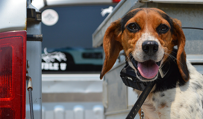 dog wearing TT15 Mini